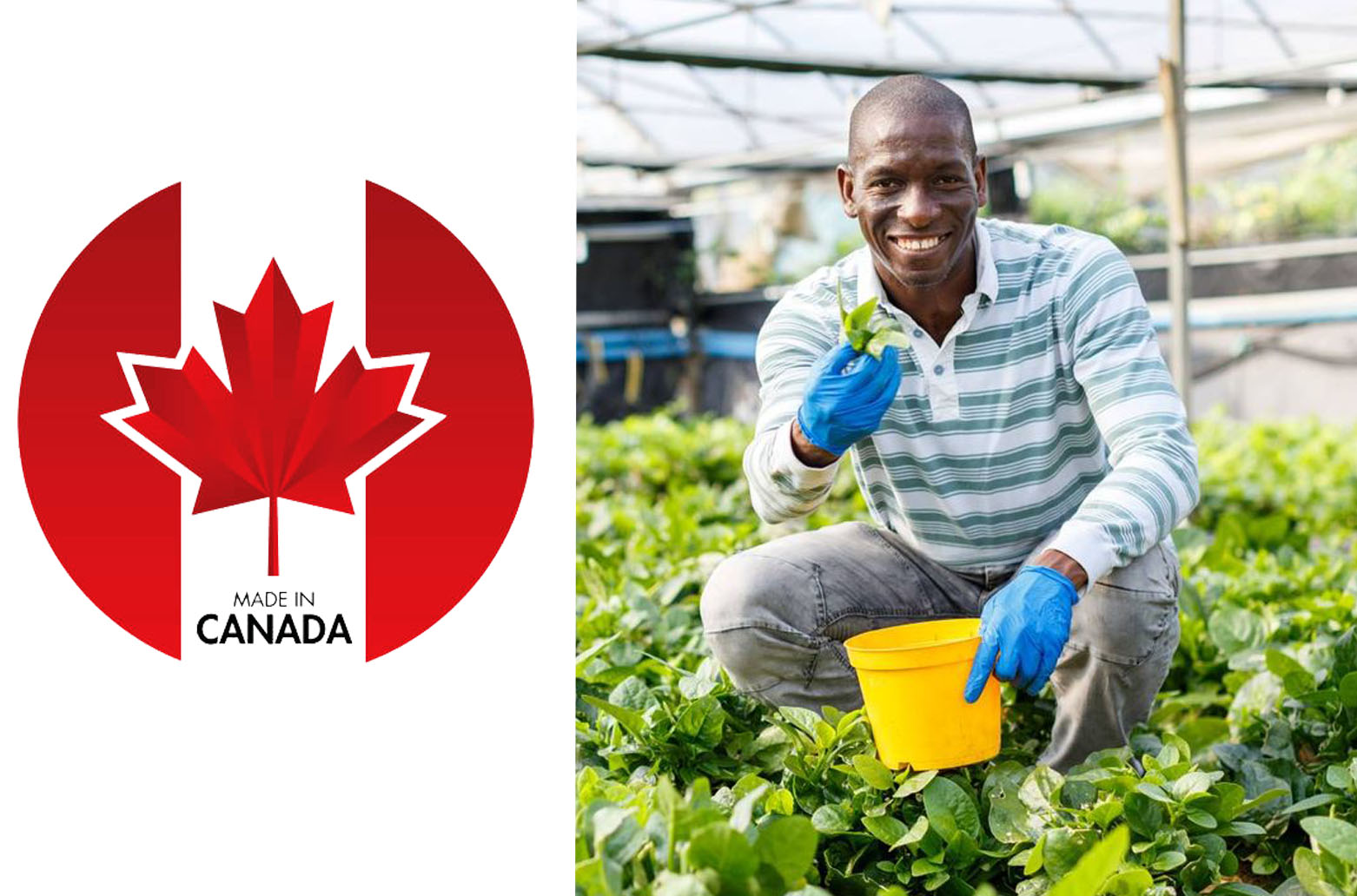 Farm Jobs In Canada With Visa Sponsorship - Apply Now