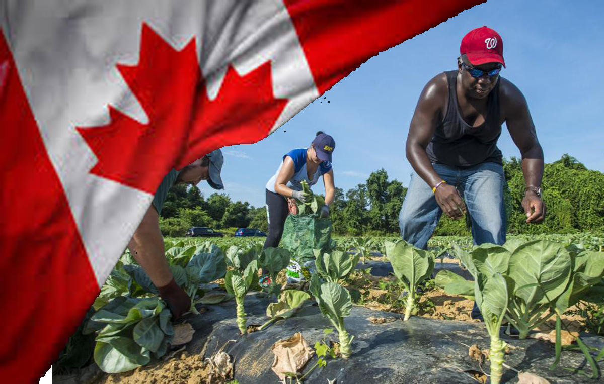 Farm Jobs In Canada With Free Visa Sponsorship 2022