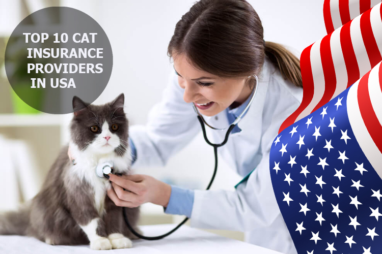 Top 10 Cat Insurance Providers in USA