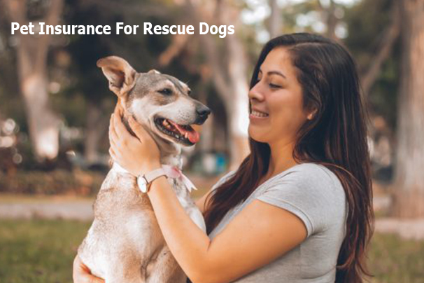 Pet Insurance For Rescue Dogs