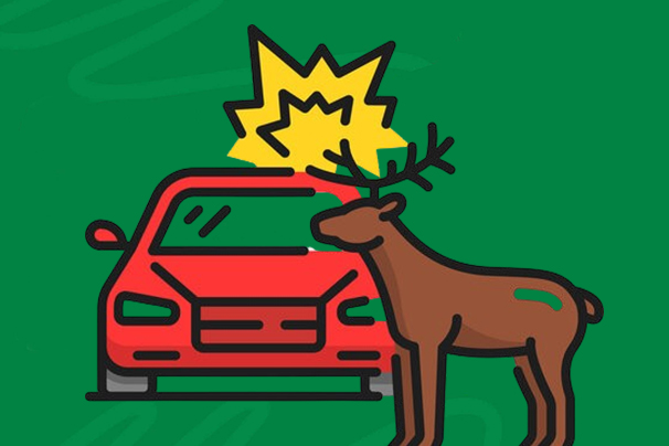 Car Insurance Coverage for Hitting an Animal