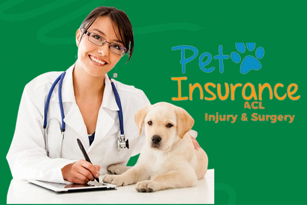 Does Pet Insurance Cover ACL Surgery?