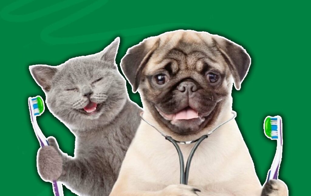 Pet Dental Insurance