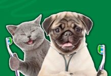 Pet Dental Insurance Pet Dental Insurance