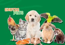 Exotic Pet Insurance – What it is, Types and Coverage Exotic Pet Insurance - What it is, Types and Coverage