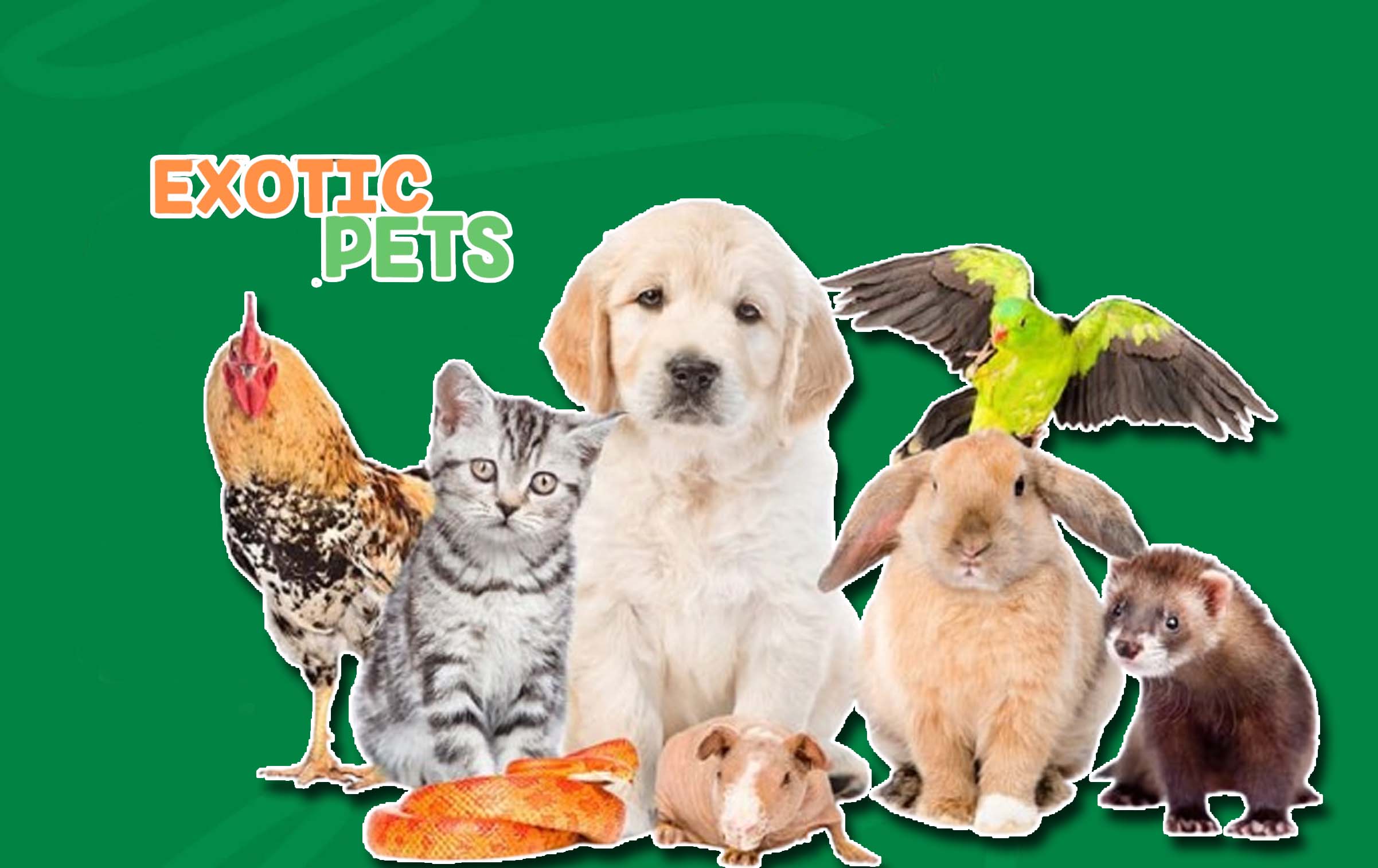 Exotic Pet Insurance - What it is, Types and Coverage