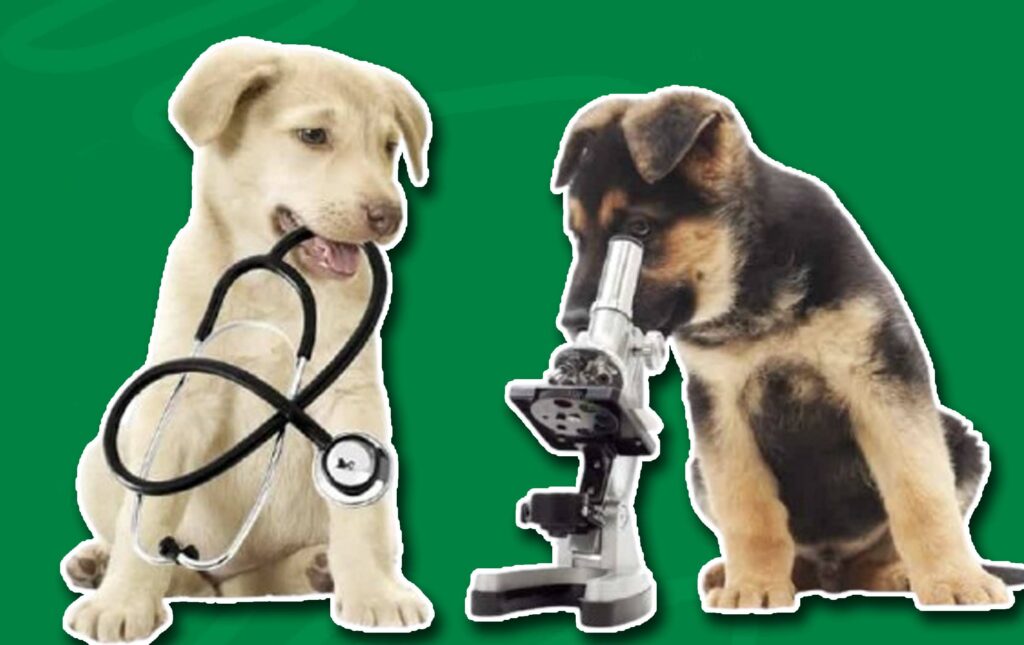 Best Pet Insurance Wellness Plans for Routine Care