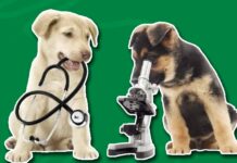 Best Pet Insurance Wellness Plans for Routine Care Best Pet Insurance Wellness Plans for Routine Care