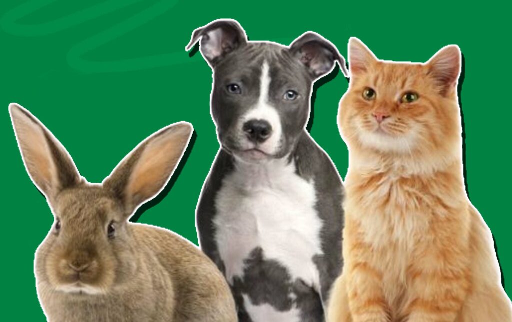Best Pet Insurance for Multiple Pets