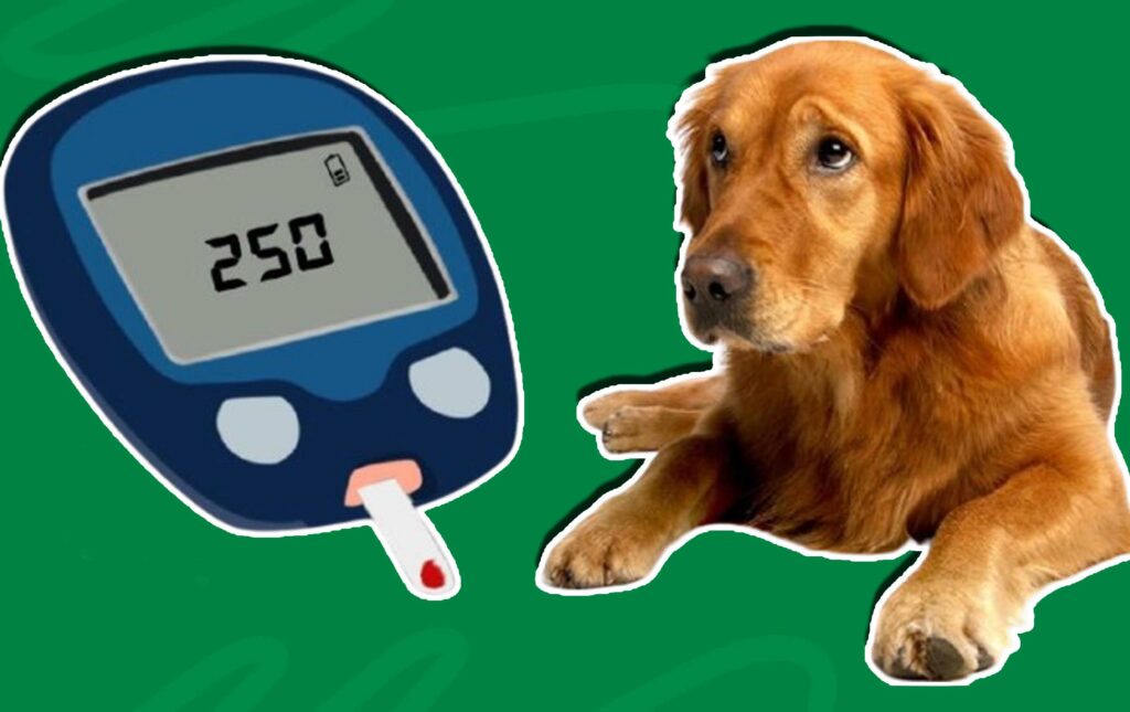 Does Pet Insurance Cover Diabetes