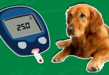 Does Pet Insurance Cover Diabetes Does Pet Insurance Cover Diabetes