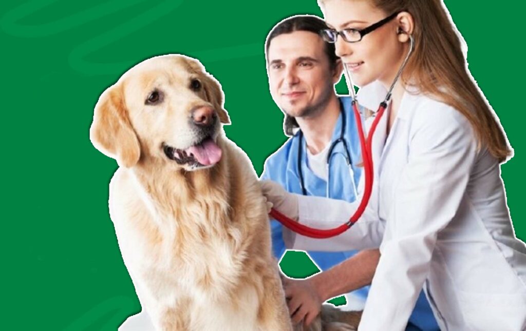 Does Pet Insurance Cover Hip Dysplasia