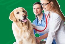 Does Pet Insurance Cover Hip Dysplasia Does Pet Insurance Cover Hip Dysplasia