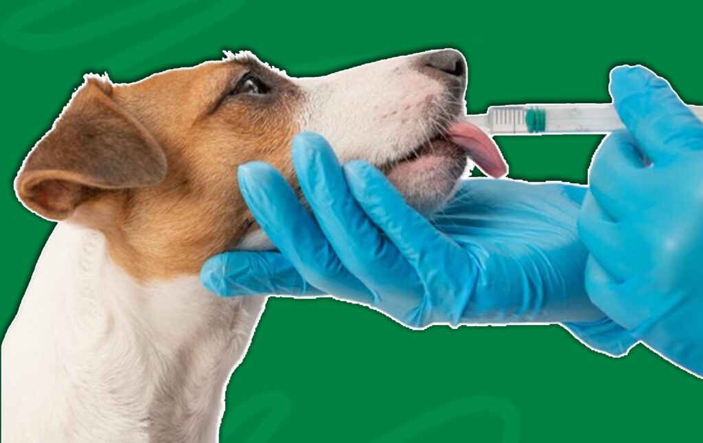 Does Pet Insurance Cover Medication