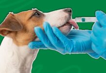 Does Pet Insurance Cover Medication Does Pet Insurance Cover Medication