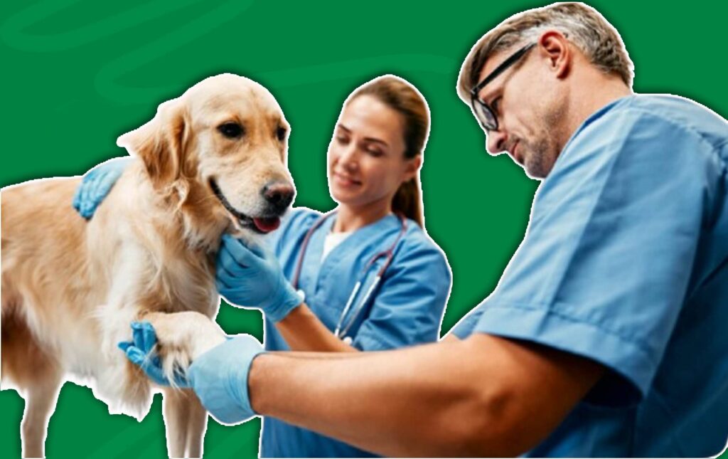 Does Pet Insurance Cover Pregnancy