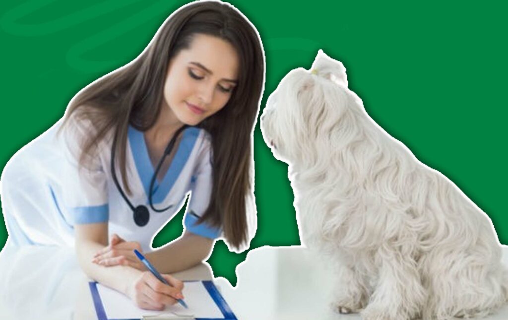 4 Myths about Pet Insurance