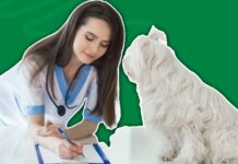 4 Myths about Pet Insurance 4 Myths about Pet Insurance