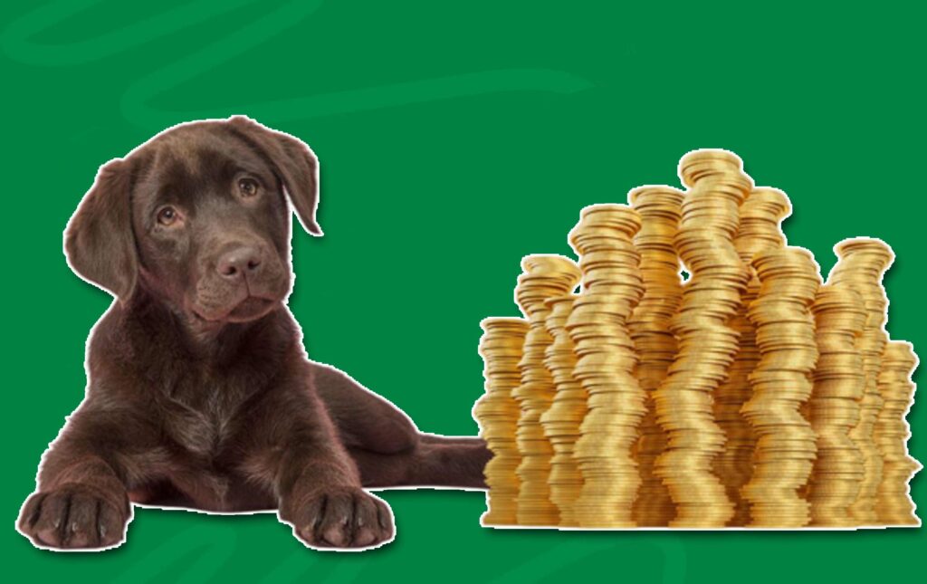 How to Save Money on Pet Insurance