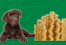 How to Save Money on Pet Insurance How to Save Money on Pet Insurance