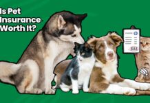 Is Pet Insurance Worth It Is Pet Insurance Worth It