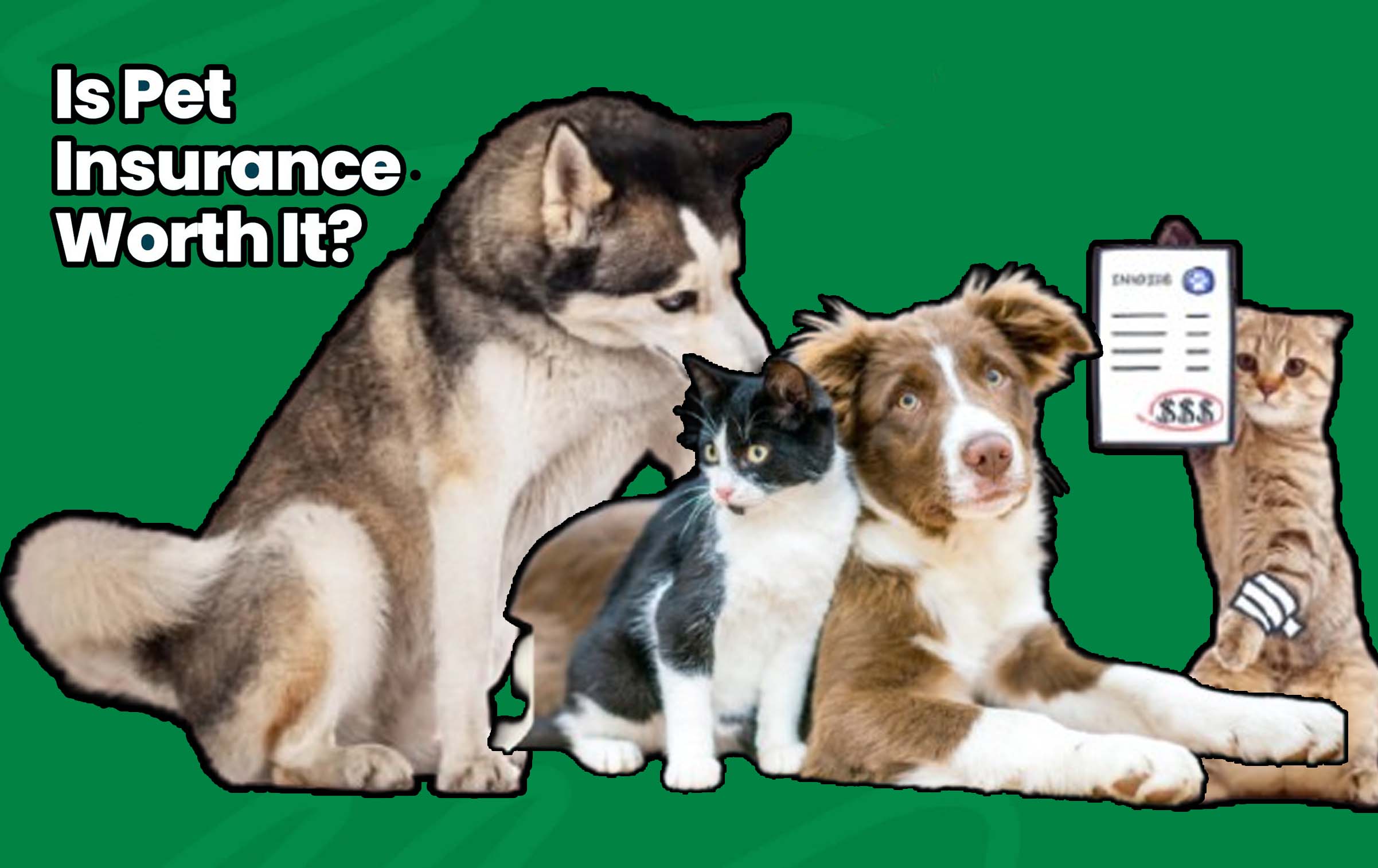 Is Pet Insurance Worth It