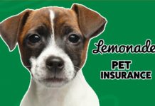 Lemonade Pet Insurance Lemonade Pet Insurance