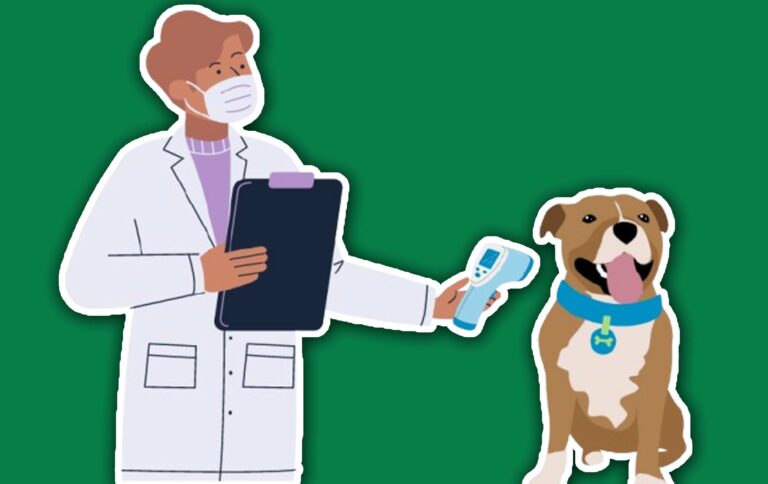 Does Pet Insurance Cover Microchipping?
